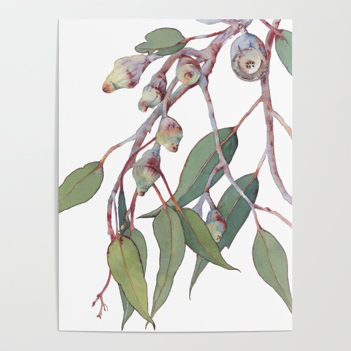 Australian eucalyptus tree branch Poster