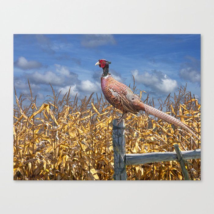 Ringneck Pheasant sitting on a fence post by a cornfield Canvas Print