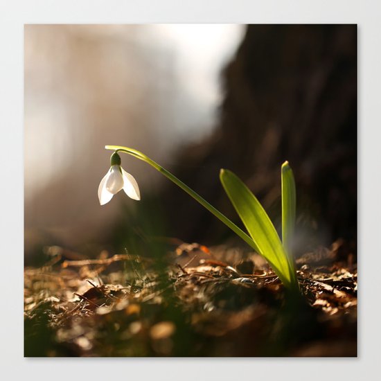 Light In Shade Canvas Print