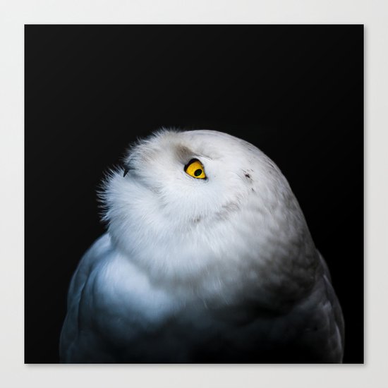 Winter White Snowy Owl Canvas Print