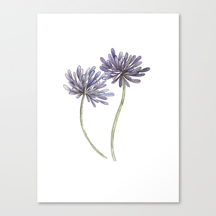 Purple Agapanthus Flower painting Canvas Print by mrbwatercolors | Society6