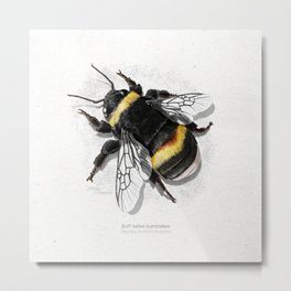 Buff-tailed bumblebee white scientific illustration art print Metal Print