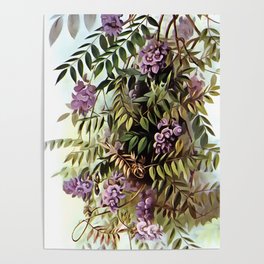 Wisteria Frutescens Botanical Art Painting Poster