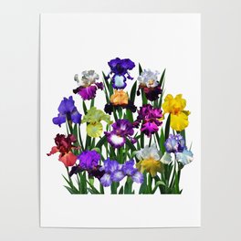 Iris garden Poster