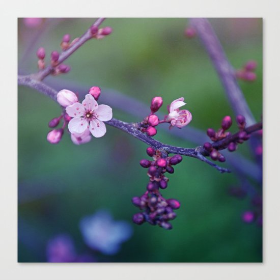 Dreamy purple Cherry Blossom Canvas Print