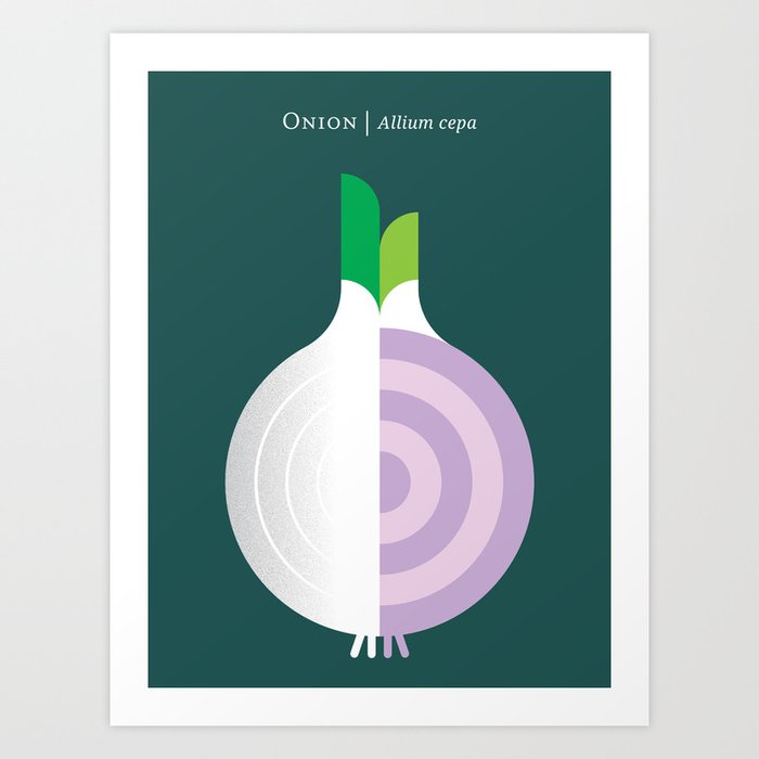 Vegetable: Onion Art Print