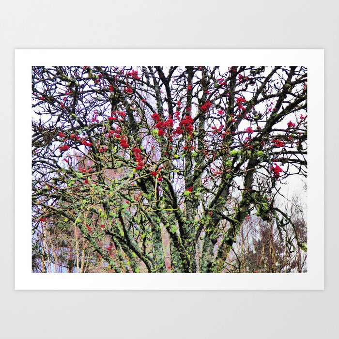 Winter Rowan Tree with Berries in Expressive and I Art Art Print