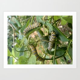 Munching Monarch Caterpillars Art Print