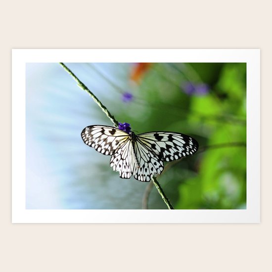Butterfly Art Print