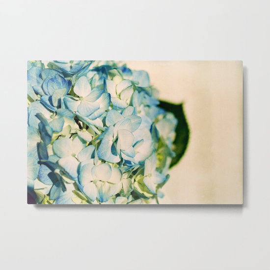 hydrangea II Metal Print