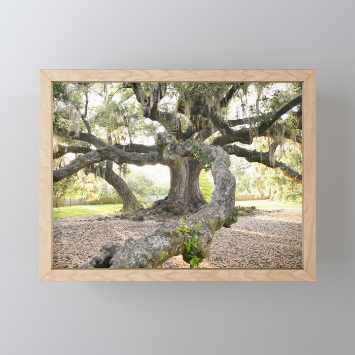 Live Oak Tree Spanish Moss Louisiana New Orleans Tree of Life Audubon Park Forest Nature Framed Mini Art Print