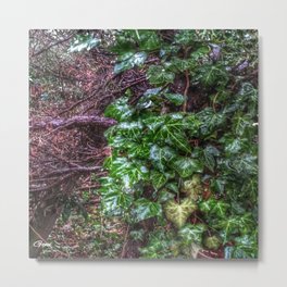 Gnarled vines & Ivy on a Misty Day Metal Print
