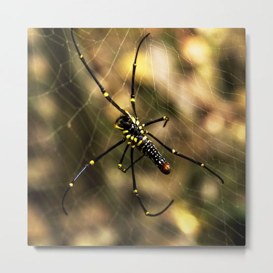 Nephila maculata Metal Print