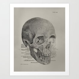 Anatomical Vintage Skull Art Print