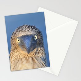 Blue footed booby Stationery Cards