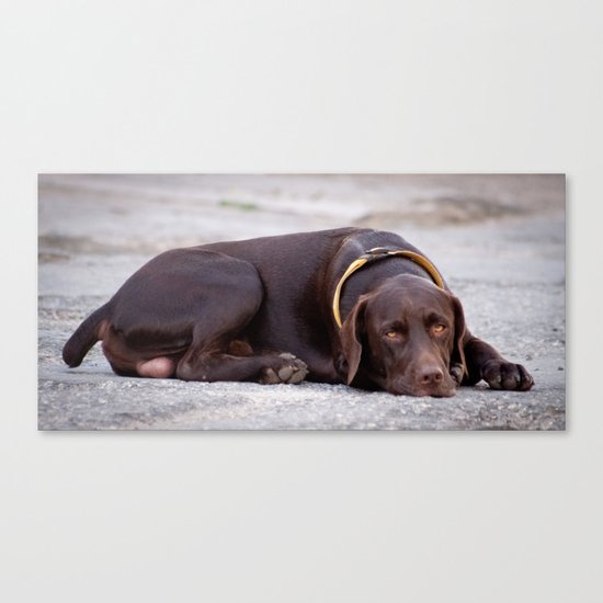 the hound dog Canvas Print
