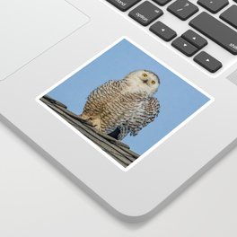 Snowy Owl Portrait Sticker
