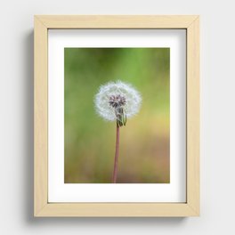 Dandelion macro Recessed Framed Print