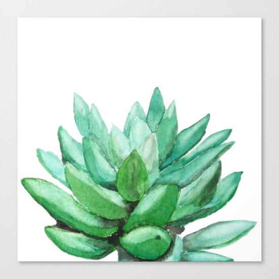 succulent echeveria Canvas Print