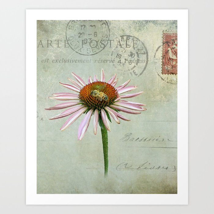coneflower & bee postale Art Print