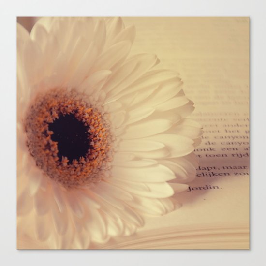 White Gerbera Daisy Canvas Print