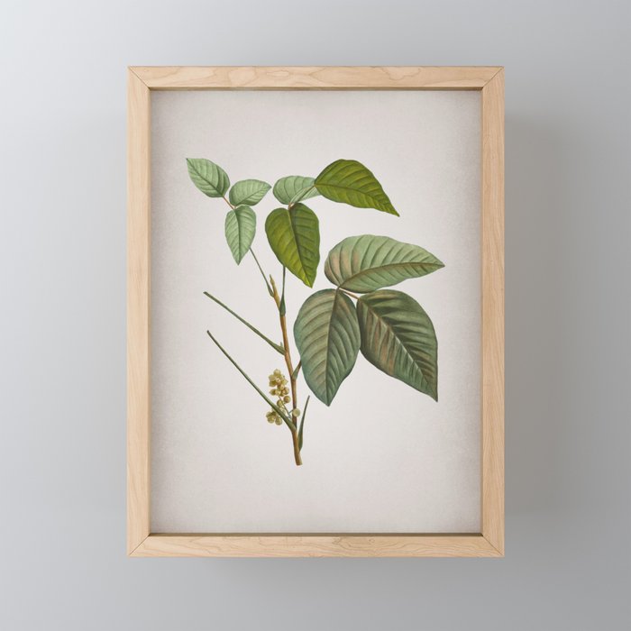 Vintage Eastern Poison Ivy Botanical on Parchment Framed Mini Art Print