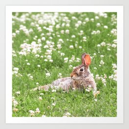 Clover Hill Bed and Breakfast Art Print | Happy Place, Cottontail, Easter, Wildlife, Perfect Day, Nature, Carefree, Grass, Pretty, Photo 