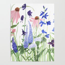 Botanical Watercolor Phlox Speedwell Poster