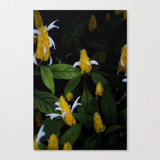 Golden shrimp plant. Flowers. Canvas Print