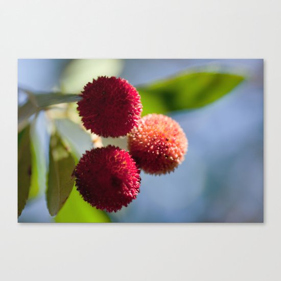 Strawberry tree fruits 8697 Canvas Print