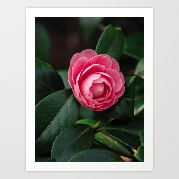 Blooming Pink Perfection Camellia Japonica Art Print