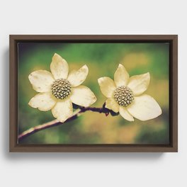Dogwood Blossoms Framed Canvas