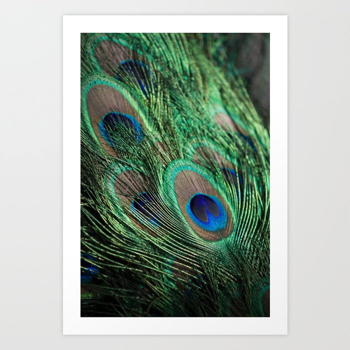 Green Peacock Feathers Art Print