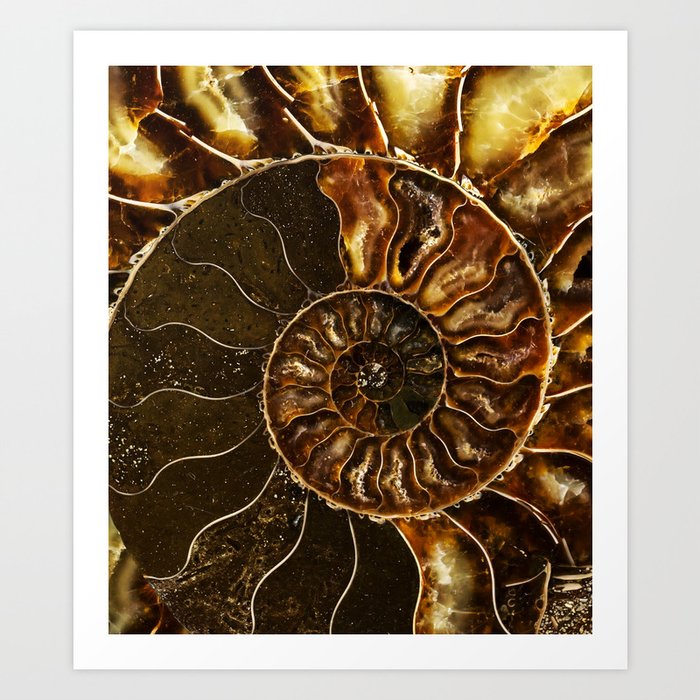 Earth treasures - Brown and yellow ammonite Art Print