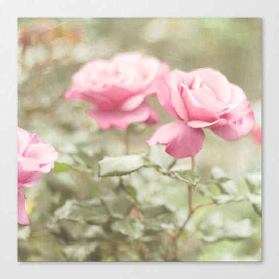 Textured and Pastel roses (vintage flower photography) Canvas Print