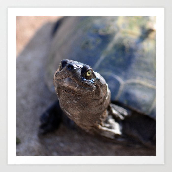 South Africa Photography - Beautiful Tortoise Art Print