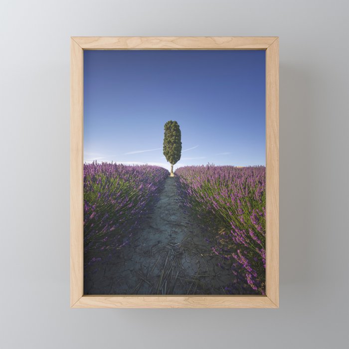 Cypress Tree and Lavender Flowers. Tuscany Framed Mini Art Print