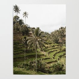 Rice terraces Ubud | Bali | Photograpy | Photo  Poster