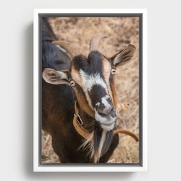 Goat Framed Canvas