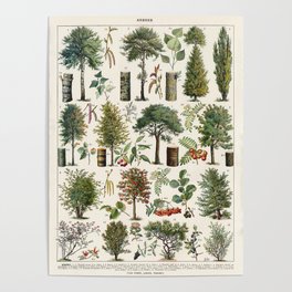 Adolphe Millot - Arbres B - French vintage botanical poster Poster