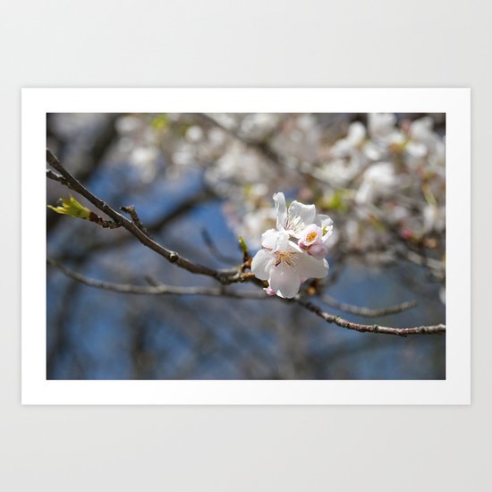 Ivory No. 02 Art Print