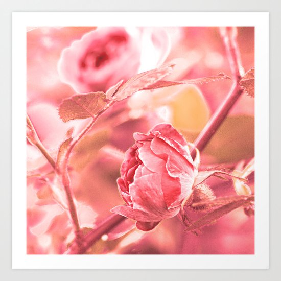 Vintage rose. Art Print