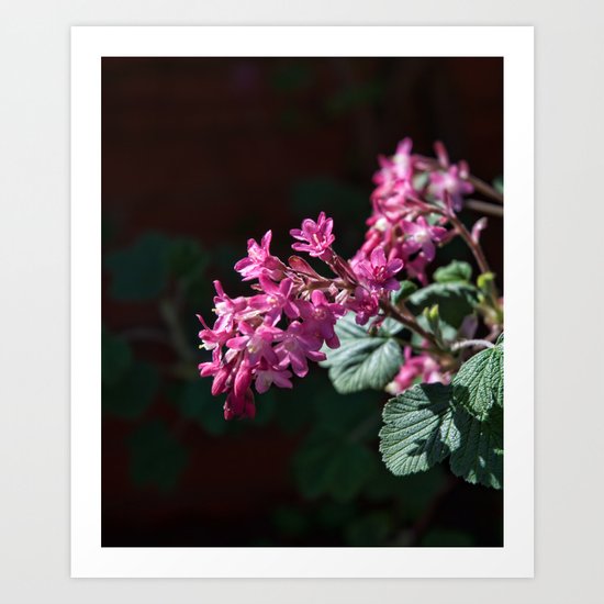 Ribes Buds Art Print