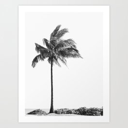 Maui Palm Tree - Black and White Photography Art Print