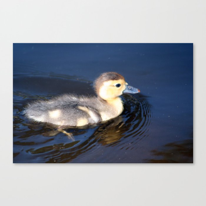 Cute Duckling Swimming in a Pond Canvas Print