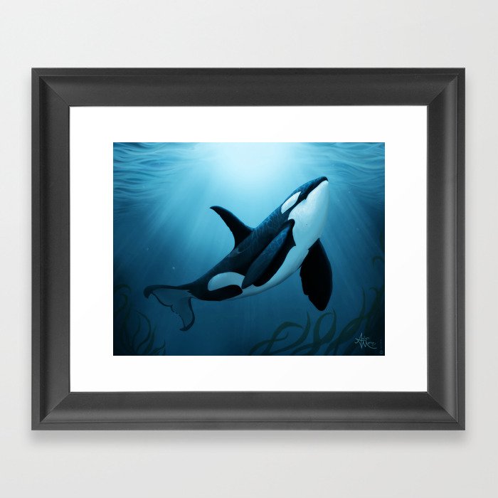 "The Dreamer" by Amber Marine ~ Orca / Killer Whale Art, (Copyright 2015) Framed Art Print