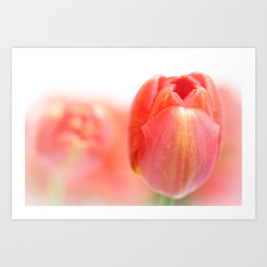 Sweet fresh Tulip... Art Print