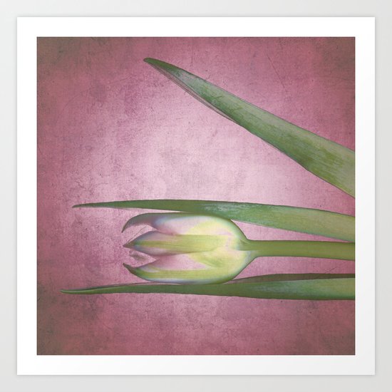 tulips studies 2 Art Print
