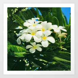 Pleasant Hawaiian Tropical Plumeria Flowers Art Print