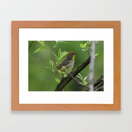 Palm Warbler Framed Art Print